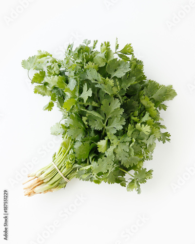 bundle of cilantro on white background