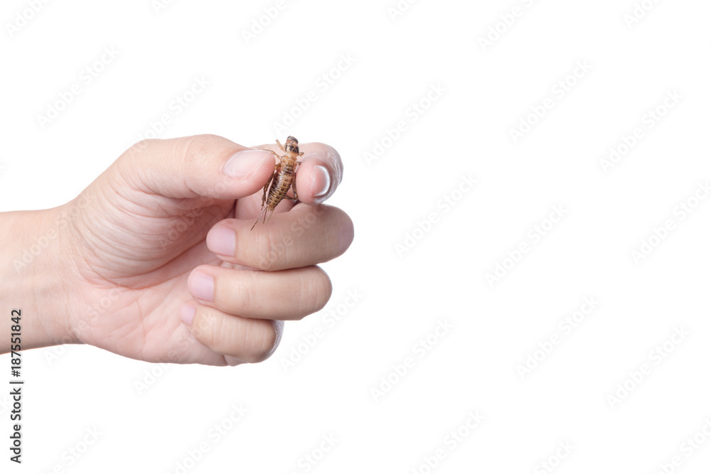 Hand holding deep fried cricket, an insect full of protein, famous thai street food Hand holding deep fried cricket, an insect full of protein, famous thai street food