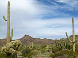 Different cactus species in Organ Pipe Cactus National Monument, Ajo, Arizona, USA
