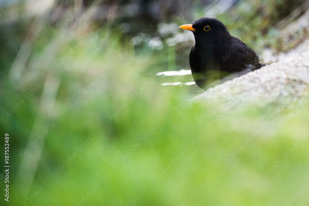 Obraz premium European common blackbird bathing in a puddle of water