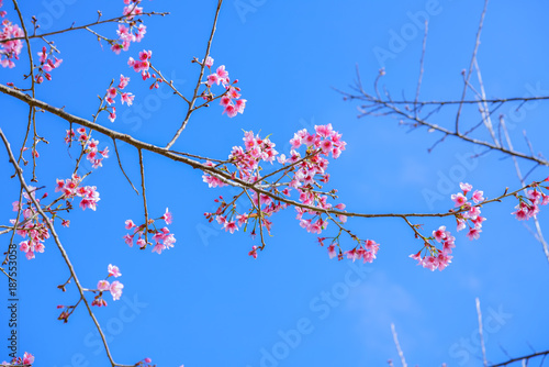 Cherry Blossom Sakura flowers with blue sky