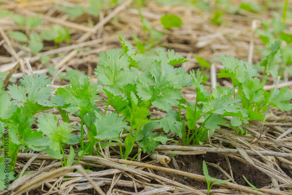 Fresh green coriander in vegetable garden Fresh green coriander in vegetable garden