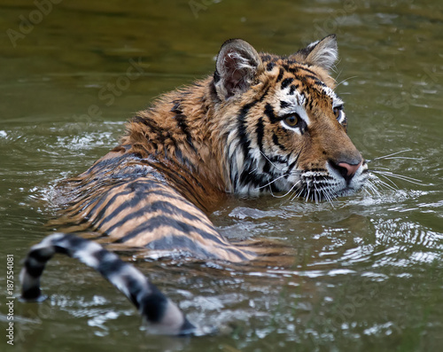 Siberian Tiger Juvenile