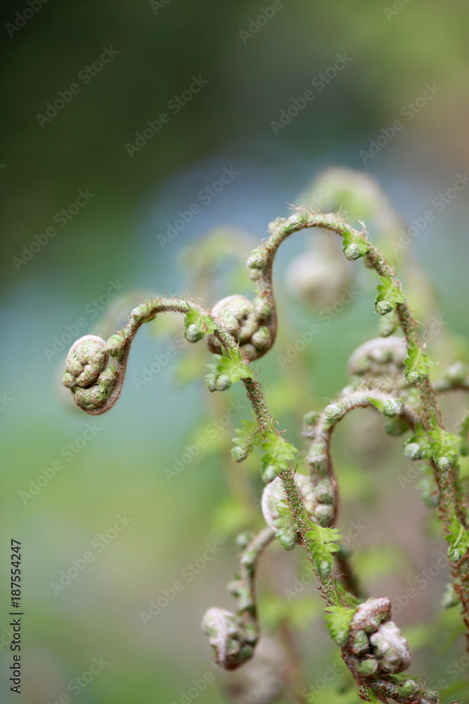 Unfolding fiddle head fern leaves Unfolding fiddle head fern leaves