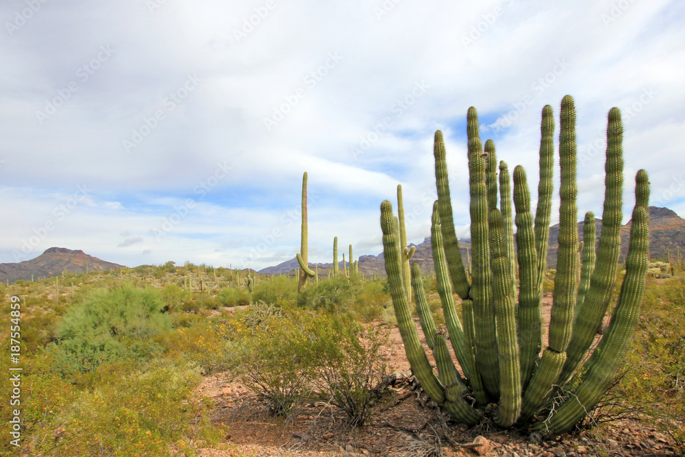 Organ Pipe and Saguaro cactuses in Organ Pipe Cactus National Monument, Ajo, Arizona, USA Organ Pipe and Saguaro cactuses in Organ Pipe Cactus National Monument, Ajo, Arizona, USA
