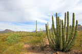 Organ Pipe and Saguaro cactuses in Organ Pipe Cactus National Monument, Ajo, Arizona, USA
