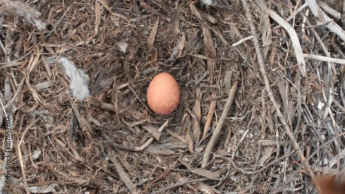 Falcon Merlins nest with single egg
 photo