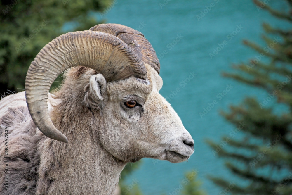 Naklejka premium Rocky Mountain Bighorn Sheep, latin name ovis canadensis canadensis, Lake Minnewanka, Banff, Canada