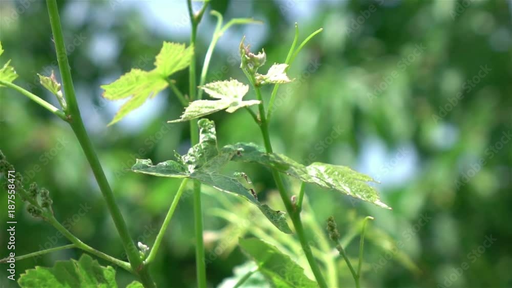 High quality video of hop plant in the garden in real 1080p slow motion 250fps High quality video of hop plant in the garden in real 1080p slow motion 250fps