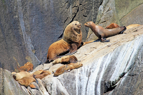 Steller Sea Lions, latin name Eumetopias Jubatus, on an Island in Kenai Fjords National Park in Alaska, USA