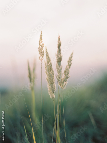 Tall grass at sunset