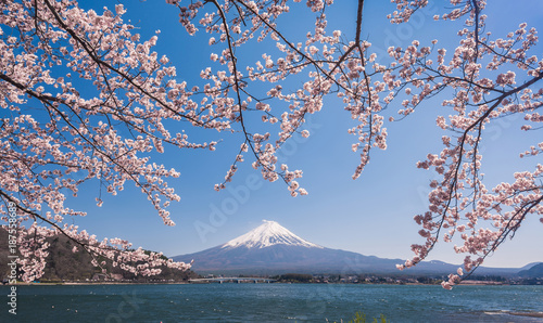 Cherry Blossoms Hanging Over Fuji