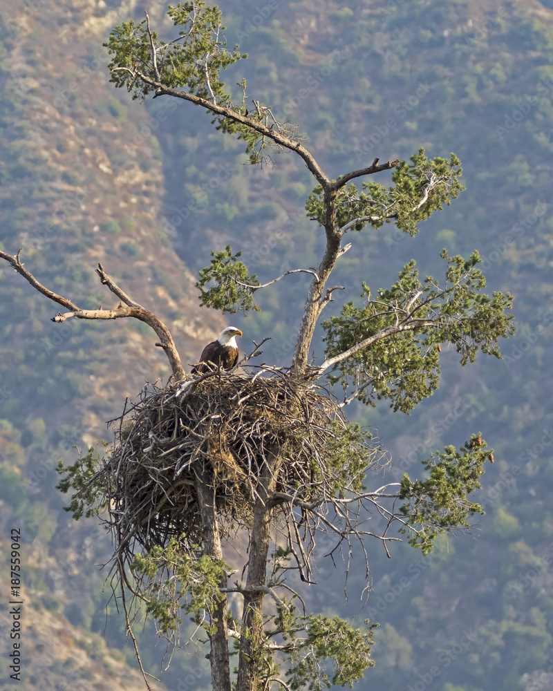 Fototapeta premium Eagle nest in Los Angeles foothills tree nest