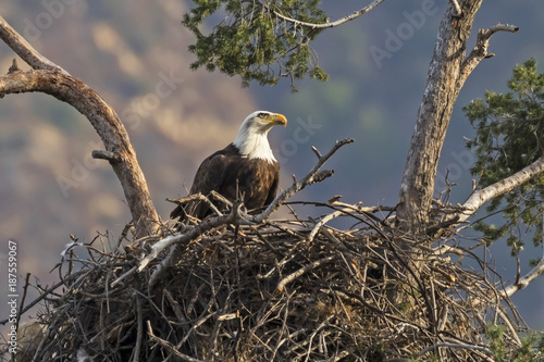Eagle in Los Angeles foothills nest