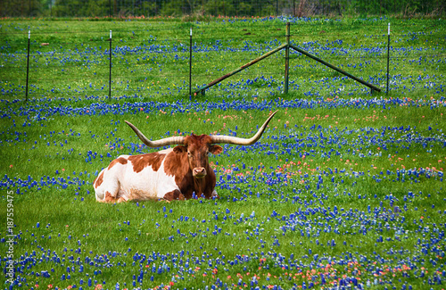 Texas longhorn cattle in bluebonnet wildflower pasture in the spring