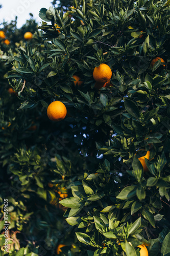 Orange trees in morning light photo