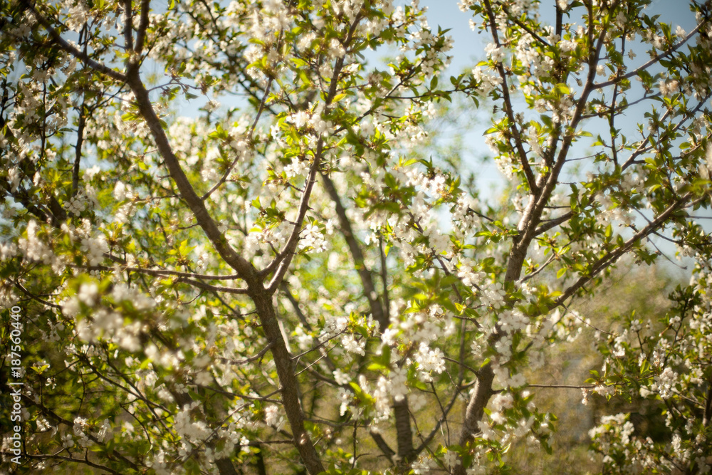 Spring. apricot apple Trees in Blossom. flowers of apricot . white blooms of blossoming tree close up. Beautiful spring blossom of apple cherry apricot tree with white flowers. Spring. apricot apple Trees in Blossom. flowers of apricot . white blooms of blossoming tree close up. Beautiful spring blossom of apple cherry apricot tree with white flowers.