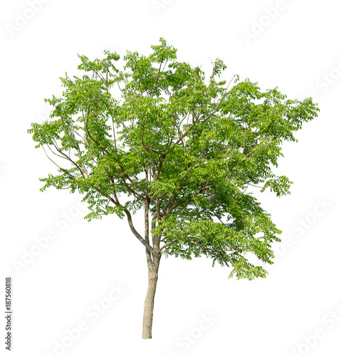 Tree isolated on white background high resolution for graphic decoration  suitable for both web and print media