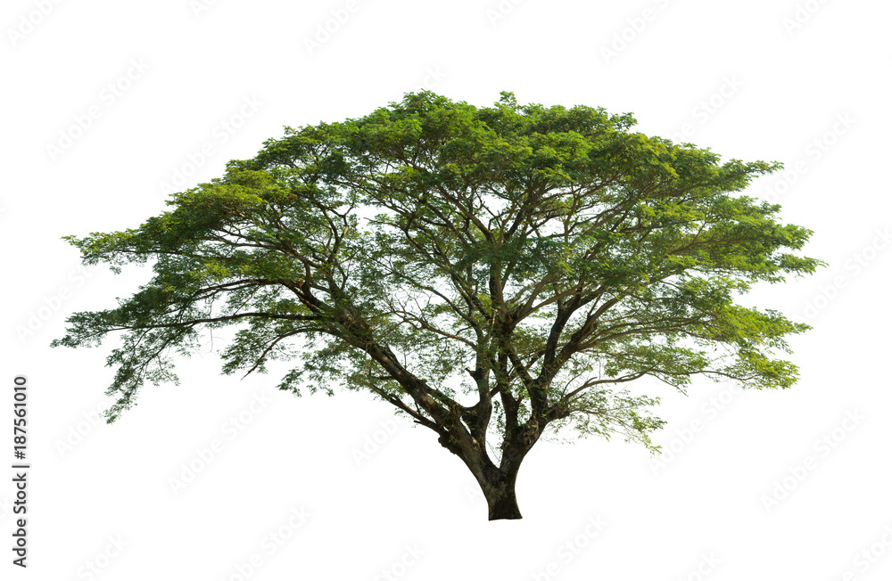 Tree isolated on white background high resolution for graphic decoration, suitable for both web and print media Tree isolated on white background high resolution for graphic decoration, suitable for both web and print media