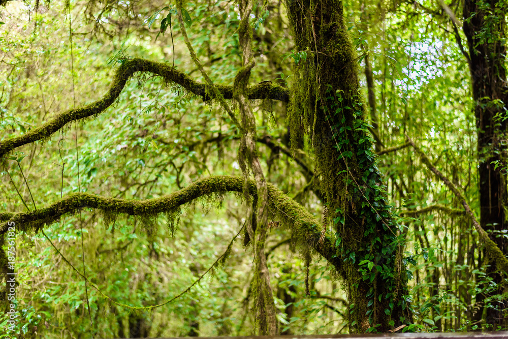 Fototapeta premium Moss on the tree in Ang Ka Luang Nature Trail