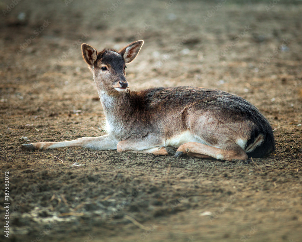 Beautiful Small Deer resting on the ground