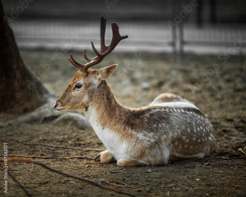 Beautiful Young Male Deer Resting on the ground