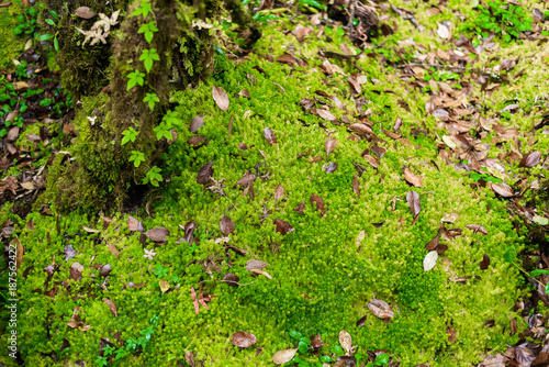 Sphagnum moss in Ang Ka Luang Nature Trail