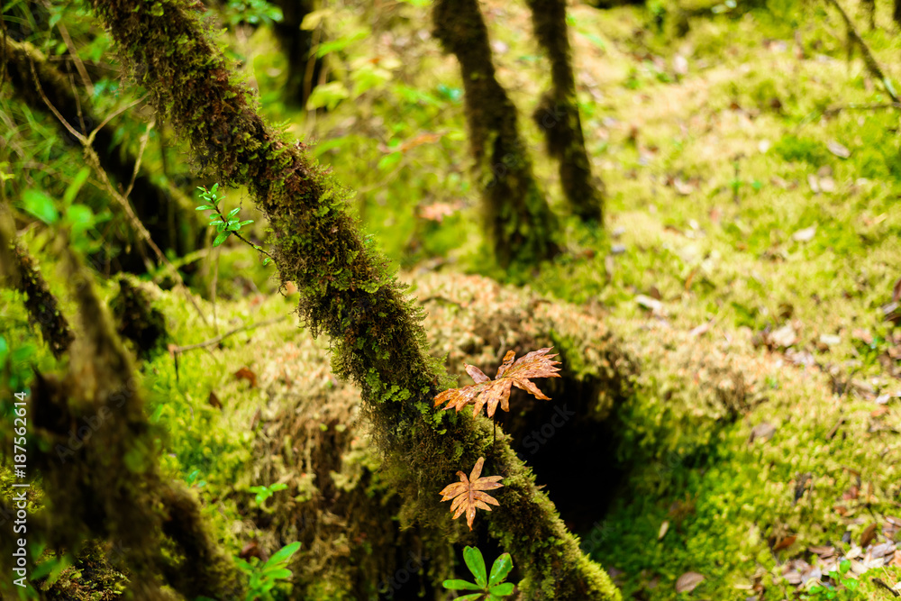 Sphagnum moss in Ang Ka Luang Nature Trail Sphagnum moss in Ang Ka Luang Nature Trail