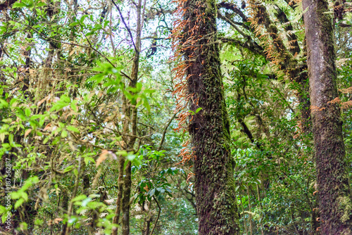 Moss, Fern tree in Ang Ka Luang Nature Trail © nipastock
