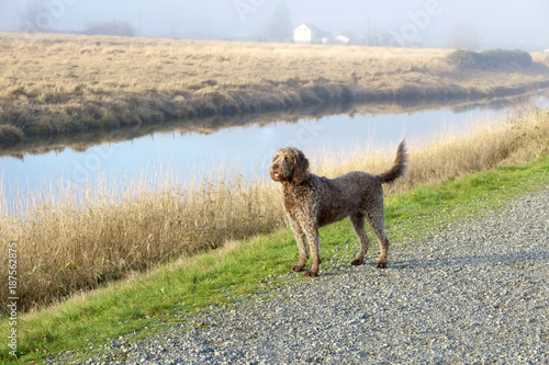 Brown Labradoodle dog standing on a rural road next to a dike and a farmers field