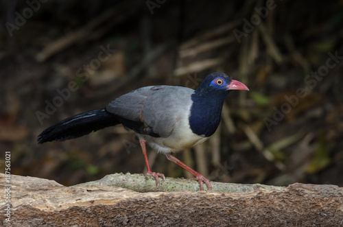 Coral-billed Ground Cuckoo photo