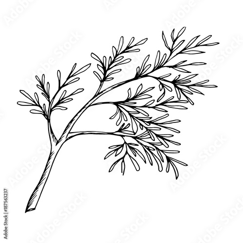 a sprig of dill the drawn contour