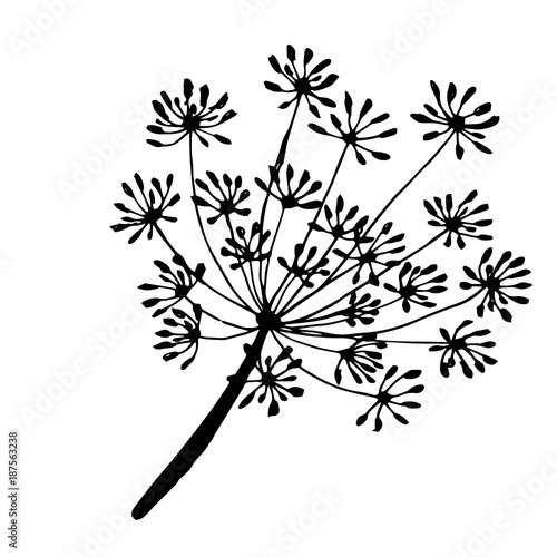 a sprig of dill the drawn contour
