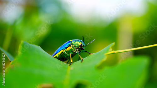 Insects on the leaf 