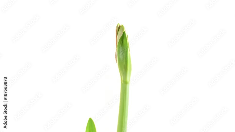 Red Amaryllis flower opening , time lapse video Red Amaryllis flower opening , time lapse video