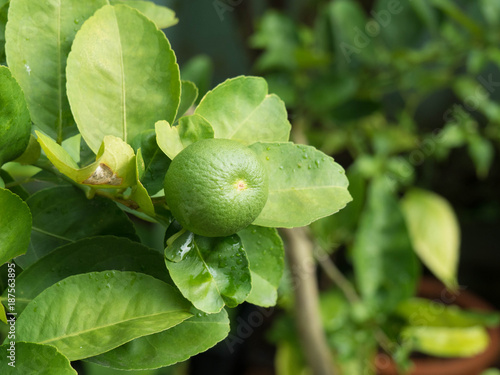 Green limes on a tree. Lime is a hybrid citrus fruit, which is typically round, about 3-6 centimeters in diameter and containing acidic juice vesicles. Limes are excellent source of vitamin C. have