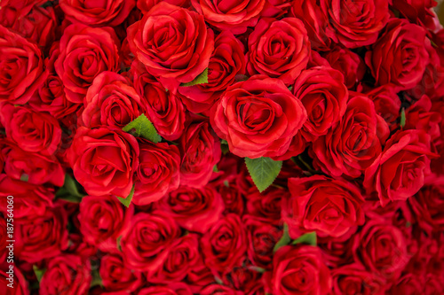 Rose - Flower  Flower  Valentine s Day - Holiday  Backgrounds  Red