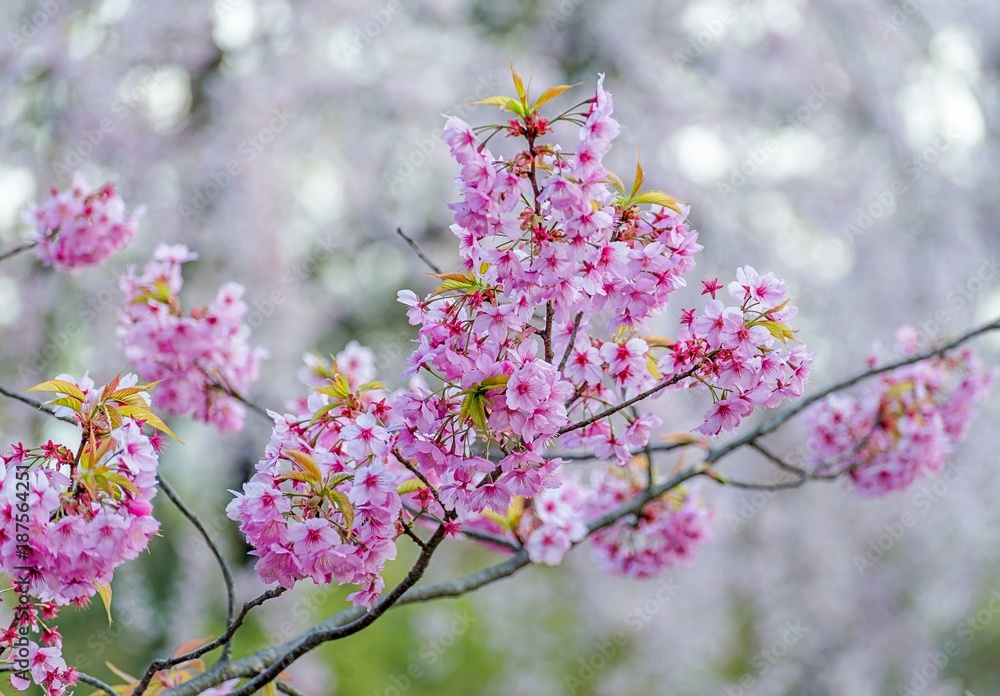 Cherry blossom flowers in spring season at Japan. Cherry blossom flowers in spring season at Japan.