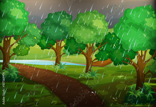 Forest scene on rainy day