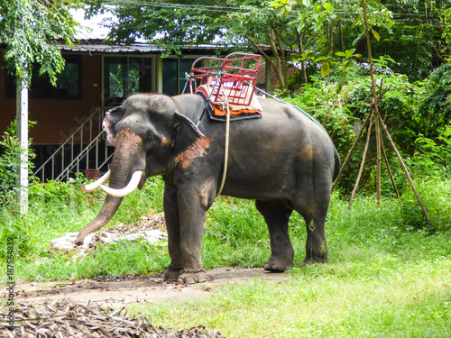 Chained elephant used for elephant tourism in Hua Hin, Thailand