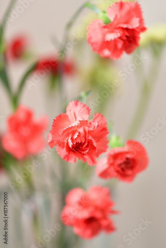 dying carnation flower