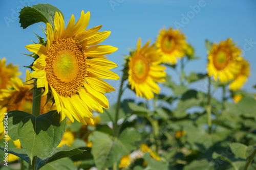 Close Up of beautiful sunflower blooming in fields with nature background.  