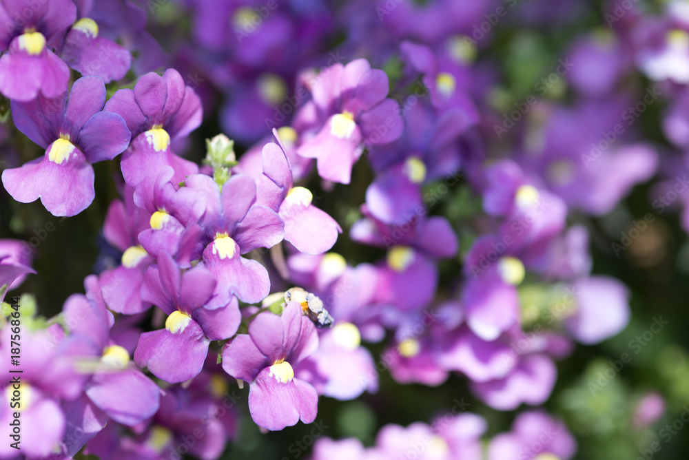 Obraz premium flower