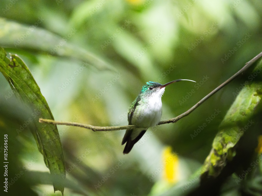 A green and white hummingbird,Andean Emerald, perching on a leafy branch in Mindo, Ecuador. A green and white hummingbird,Andean Emerald, perching on a leafy branch in Mindo, Ecuador.