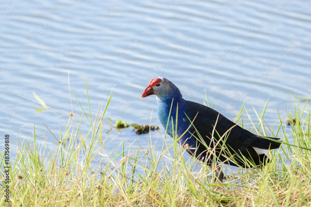 Grey-headed swamphen at Chorakhe Mak Reservoir , Buriram Province , Thailand