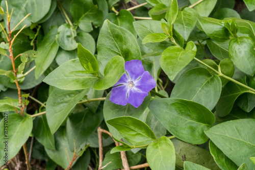 periwinkle blue flower nestled amongst leaves