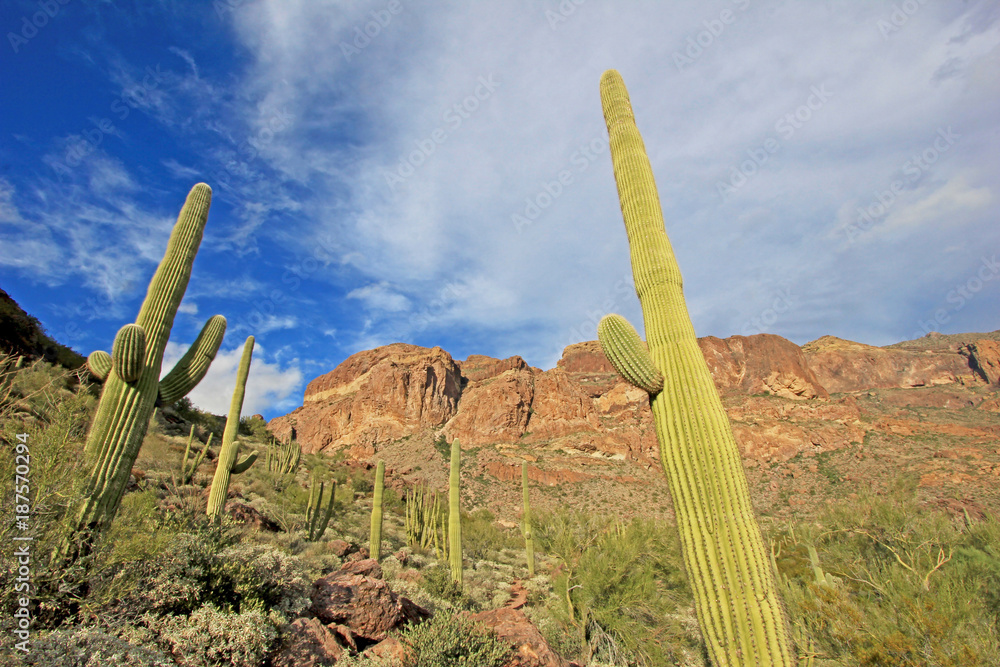 Organ Pipe and Saguaro cactuses in Organ Pipe Cactus National Monument, Ajo, Arizona, USA Organ Pipe and Saguaro cactuses in Organ Pipe Cactus National Monument, Ajo, Arizona, USA