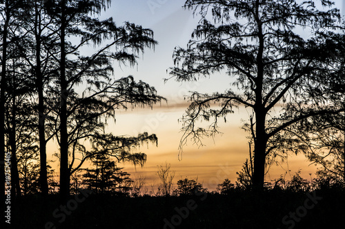 sunset through the trees of the swamps