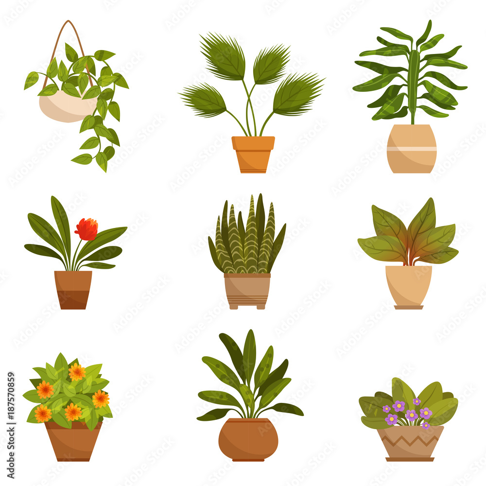 Fototapeta Illustrations set of home decorative plants. Vector pictures isolate on white