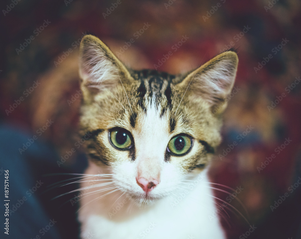Kitten with Big Eyes Kitten with Big Eyes